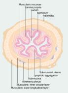 Blodårer, lymfeårer og nerver Muscularis propria Glatt muskulatur, lengde og ringlag Peristaltiske bevegleser