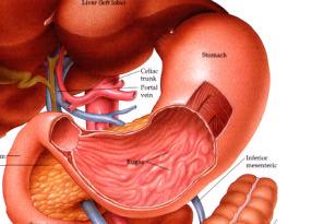 Magen - ventriculus En sphincter (lukkemuskel) i hver ende Inn i magen som boli, ut som chyme Mekanisk bearbeiding Kraftig mucularis; tre lag (lengde, ring + skrått lag) Kjemisk nebrytning Kjertler