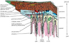 lysozymer, epidermisk vekstfaktor Villi lengst i duodenum, blir kortere mot ileum Lymphoid vev lite utbredt i duodenum,