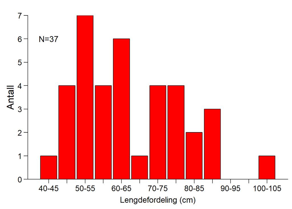 Figur 7. Antall rømte oppdrettslaks med ulike lengder (i cm) fanget under høstfisket i Steindalselva i 2018.