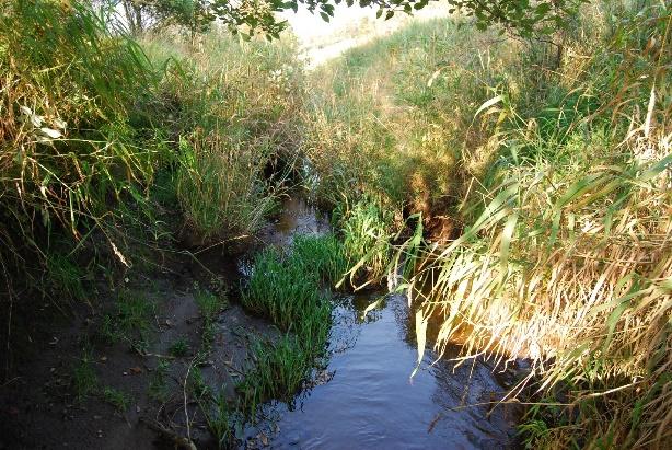 Det ble heller ikke observert fisk i bekken ved tiltaksområdet. Bekken er tydelig kanalisert og steinsatt i kantene med sand og steinbunn og en del vegetasjon og vannplanter.