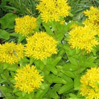 Rudbeckia fulgida Goldsturm -gul solhatt Tette planter med gule krageblomster