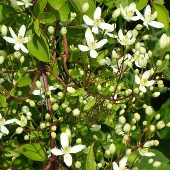 Hvite blomster junijuli. Høyde 75-100 cm.