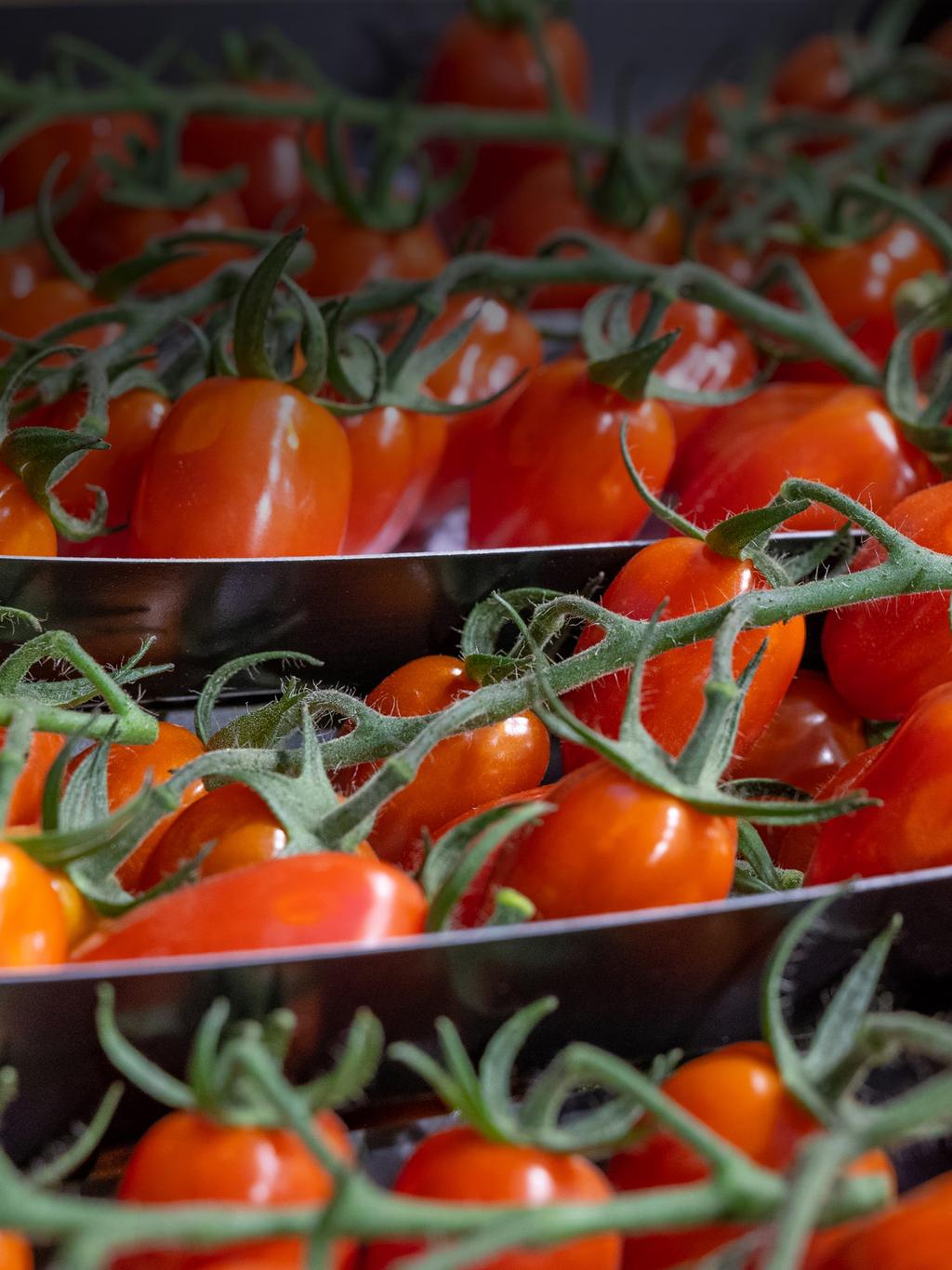 BIOLOGISKE PROSESSER Den magiske tomaten Rett før jul i 2018 dukket Lindums «magiske» tomater opp i butikkhyllene i Tønsbergregionen.