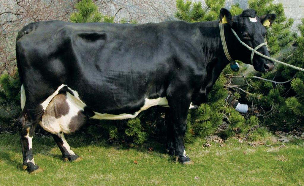 Dei årlege avdråttstala hennar varierer frå 7 734 kg på første kalven til 11 514 kilo på femte kalven. Om kua sjølv kan opplysast at ho ber alderen godt.