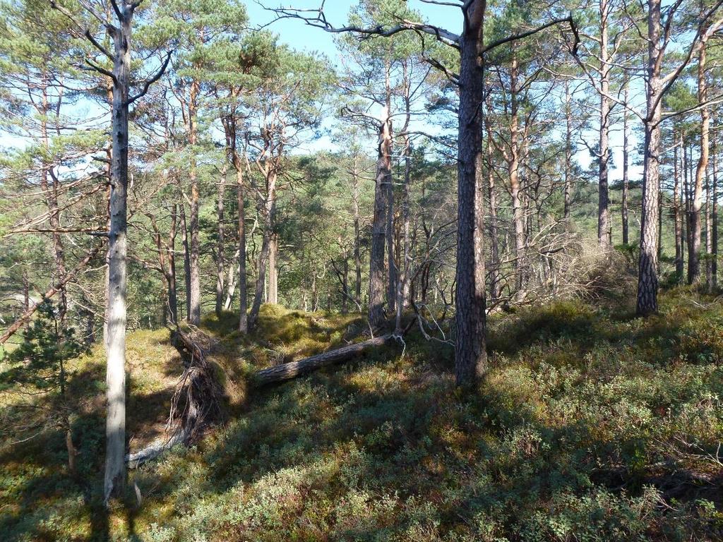 Naturfaglig registrering av skogareal tilbudt for frivillig vern R A