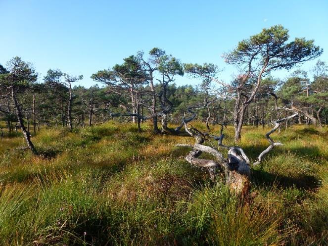 Utsikt mot Stokkadalsvatnet fra