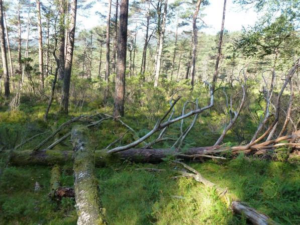 Nederst: Eldre, skrinn furuskog