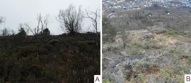 Figur 37: A: Bergblotting vest i skråninga over nordlege del av planområdet. B: Skråninga nedanfor ned mot planområdet. Bileta er frå same stad som profil 1 frå alpha-beta-modelleringa.