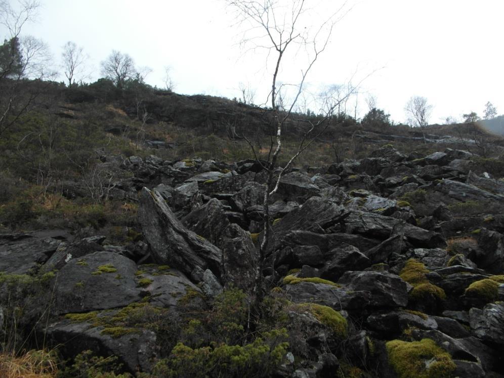 Blokkene er tolka til å vera avsett frå steinsprang over lang tid frå bergblottingar i skråninga over. Profil 4 frå alpha-betamodelleringa viser at det valde kjeldeområdet er inne i planområdet.