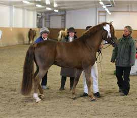 NEW FOREST SOPHIENHOFS MACKAY (DE) NPA 8323 NNF0289 FØDT 2005, 145 CM 1. PREMIE I KV. SATRUM 2013. KÅRET FOR SPORTSPONNI. 9-9-8-9-9 Hingst av meget god rasetype. Pent hode med godt uttrykk.