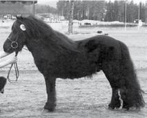 FAR: Shetlandsgaards Jackpot SH 449 SH DK MOR: Jackmoor Evening Mist NPA 5702 MF: Halstock Highland Mist REGISTRERTE AVKOM: 2010/2, 2011/3, 2012/7, 2013/3 OPPDRETTER: Sissel Skjelbred, Dalsve, 7710