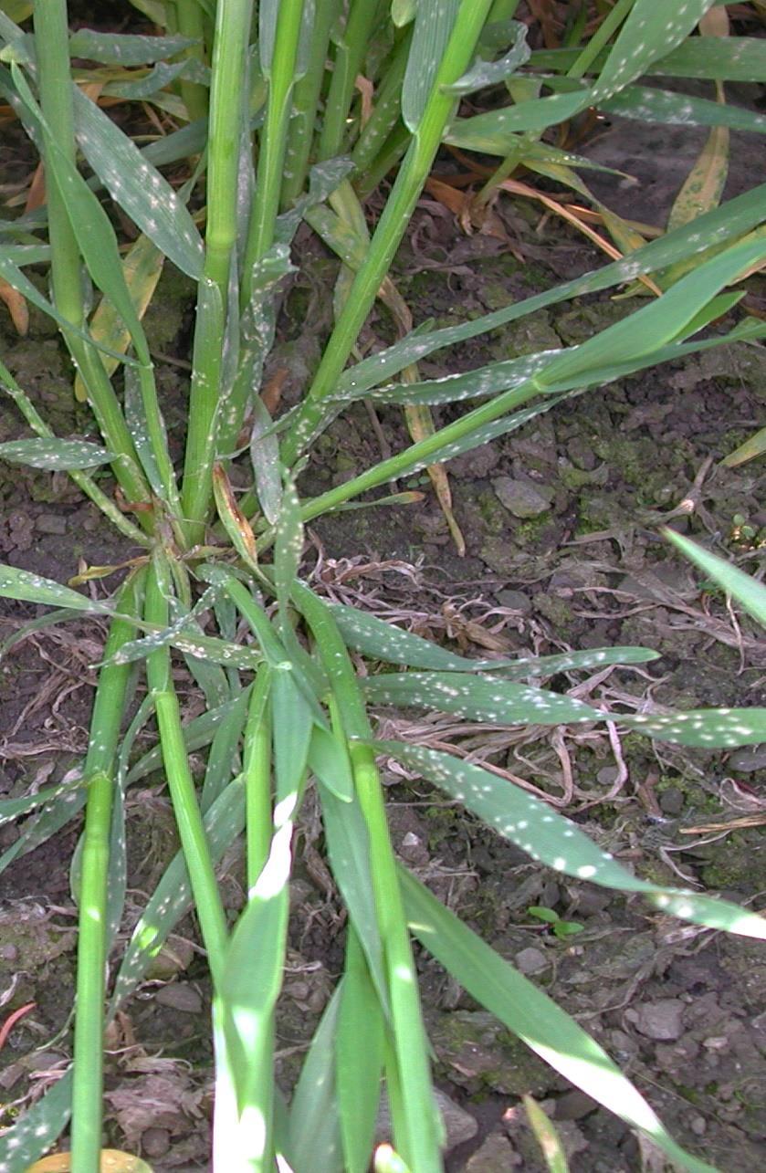Mjøldogg Spres fra overvintret hvete Utvikles ved varmt vær og nattedogg Spres med vind 4-10 dager smitting til synlig angrep Sortsvariasjon