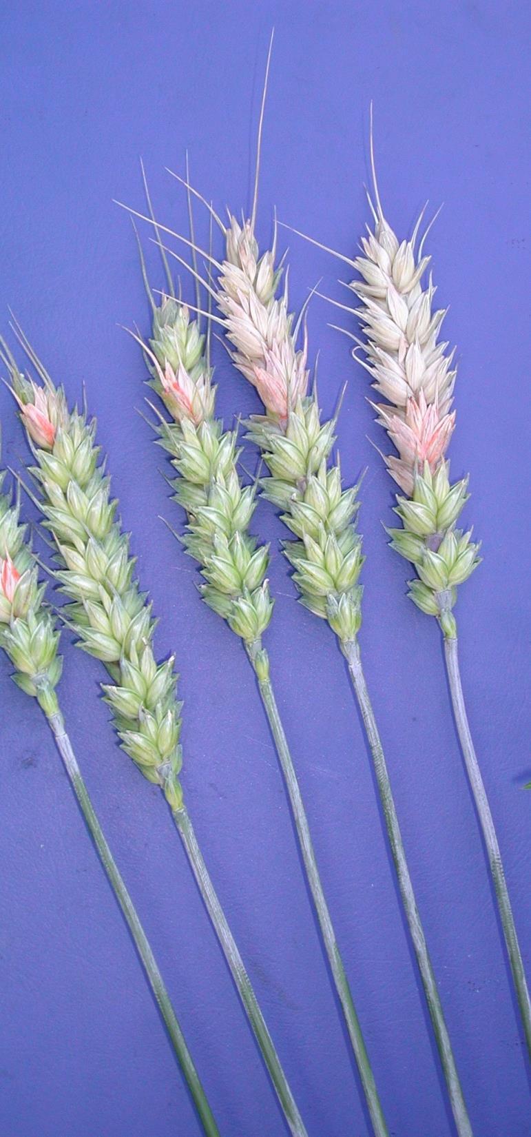 Fusarium Spres fra frø Spiringsfusarium strå- og aksfusarium Spres også med vind krever regn Aksfusarium effekt seint i sesongen Sortsvariasjon resistens Angrep fra