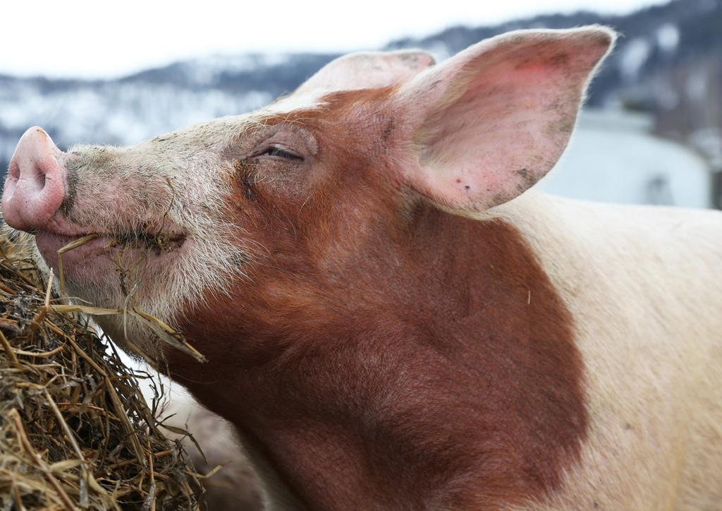 Om du vil at noen som er viktige for deg skal arve mer enn loven tilsier, kan du bestemme dette i et testament.