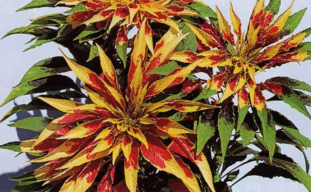 Amaranthus tricolor Papegøyeamarant «Perfecta» Bladvekst med røde, gule
