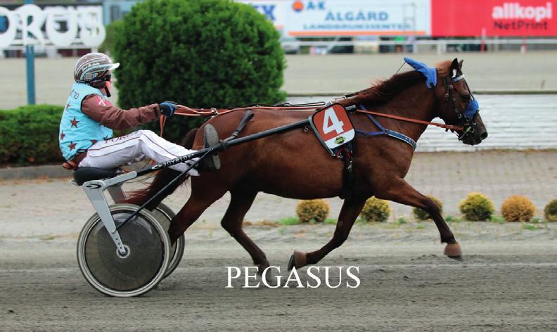 PEGASUS Pegasus har gått ponniløp siden 009 og startet sin karriere i Sverige.