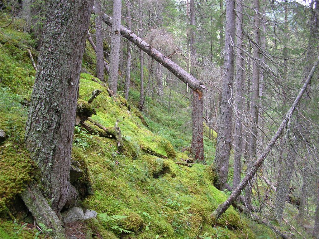 Foto: Tom Hellik Hofton Fuktig granskog og