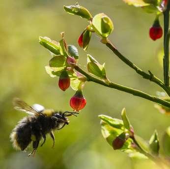 Vaccinium uliginosum