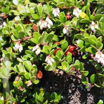 Hørlyk Bustnype Rosa