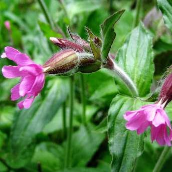 Bredesen Skogstorkenebb Geranium