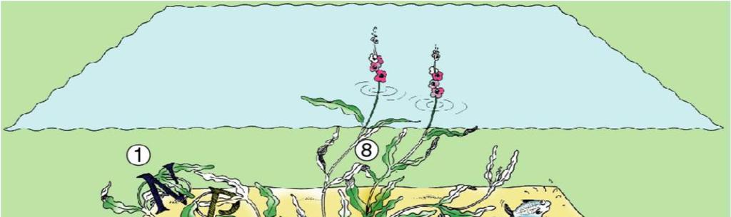 Hvorfor undervannsplanter er viktige 1. Tar opp næringsstoffer fra vannet 2.