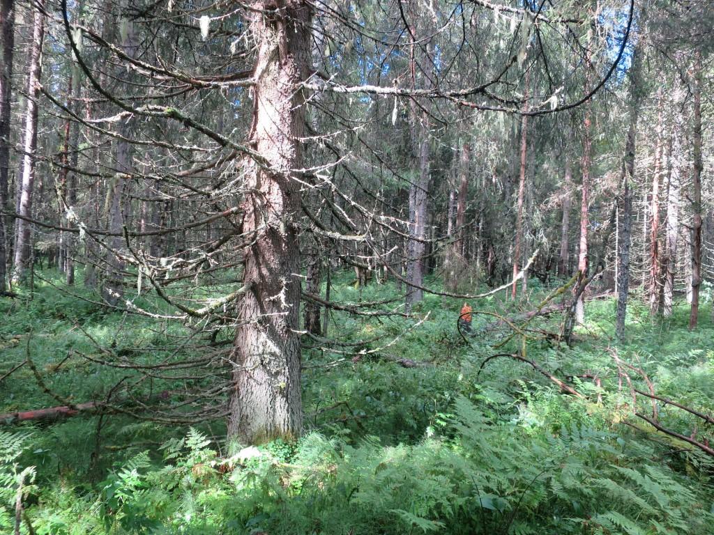 bjørkeskog er vanlig forekommende i deler av