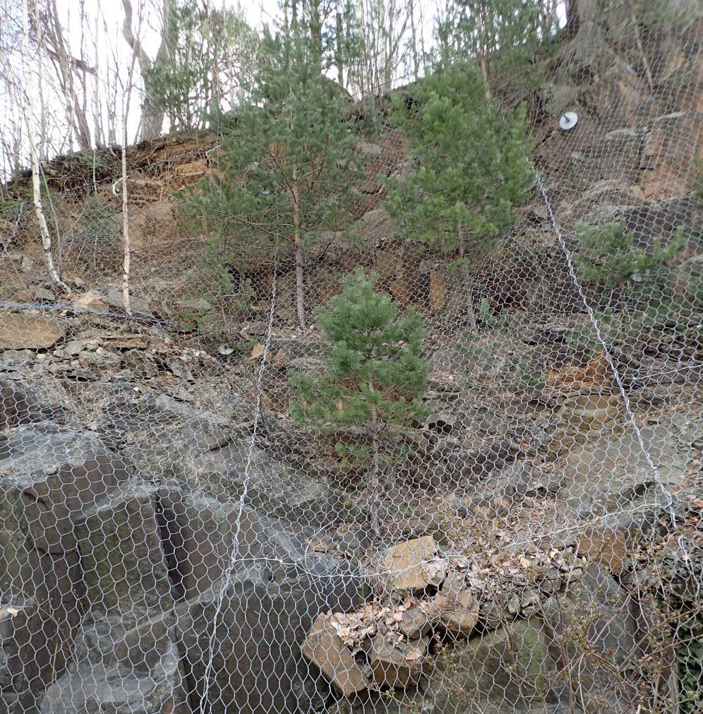 Figur 5. Utgående i skjæringen av svakhetssone. 3.2.3 Løsmasser Det er stort sett bart berg i området. På kollen er det observert tynt torvdekke med oppstikkende bergflater over flere steder.