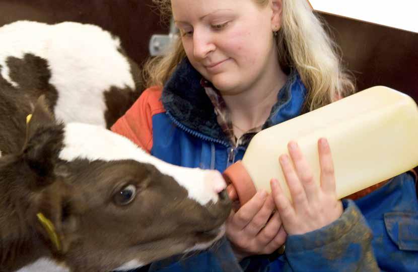 DeLaval kalvefôring tilbehør 6:45 Kalveflaske Den mest naturlige måten for nyfødte kalver å drikke melk på er ved å