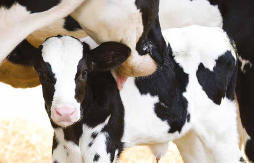 DeLaval Feedtech Calf milk supplement for stabilisering av melk og melkeerstatning 6:69 Art.nr.