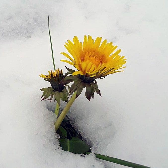 4 Etterarbeid (norsk, naturfag og KRLE) Dersom etterarbeidet blir gjennomført inne, kan det vere greitt å leite fram boka igjen, så ein kan lese dikta om att og kan lese fleire etter samtaleøkta