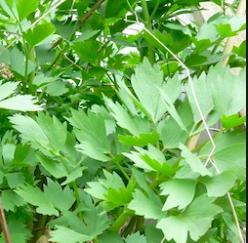 Løk Pipeløk Svenskeløk, Japansk purre Allium fistulosum Løkfamilien 50-90 cm. Hardfør. Veldrenert, fet jord. Hurtigvoksende., rotdeling Sentral og Vest Kina.