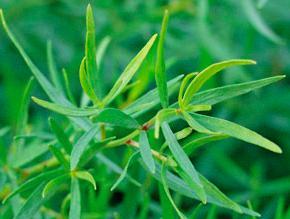 Estragon Tysk Artemisia dracunculus Kurvplantefamilien Trives best på et lunt og solrikt voksested. Veldrenert og sandblandet jord.