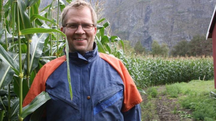 Nå høster bøndene klimagevinsten ( Oppslag i Bergens Tiidende) I Hardanger og Sogn er trærne med aprikos og