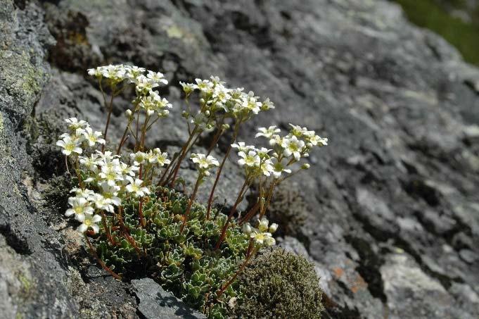 Dyraheio landskapsvernområde Dyraheio landskapsvernområde ligg i Suldal kommune og vart verna i 1997. Storleiken på det verna området er 304 km 2.