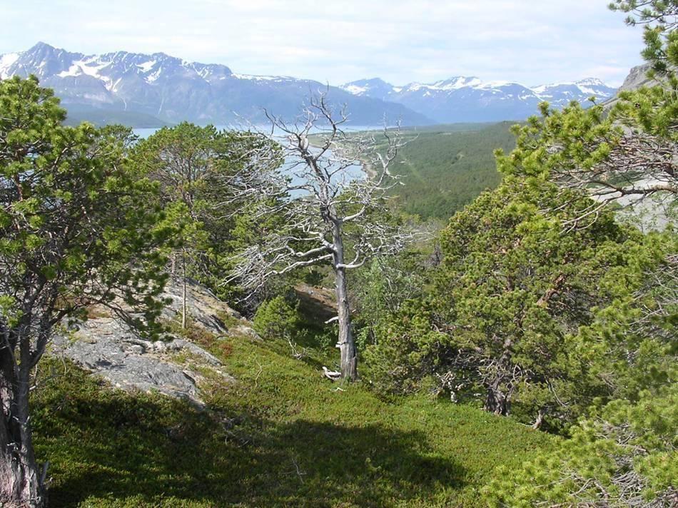 Rapport 01/11/2018 79 Bildet: Kystfuruskog i Tyttebærdalen, Oddrun Skjemstad 7 Litteraturliste: o Brukerinteresser på Lyngenhalvøya 1996, Kommunene Lyngen, Tromsø og Balsfjord o Brukerinteresser på