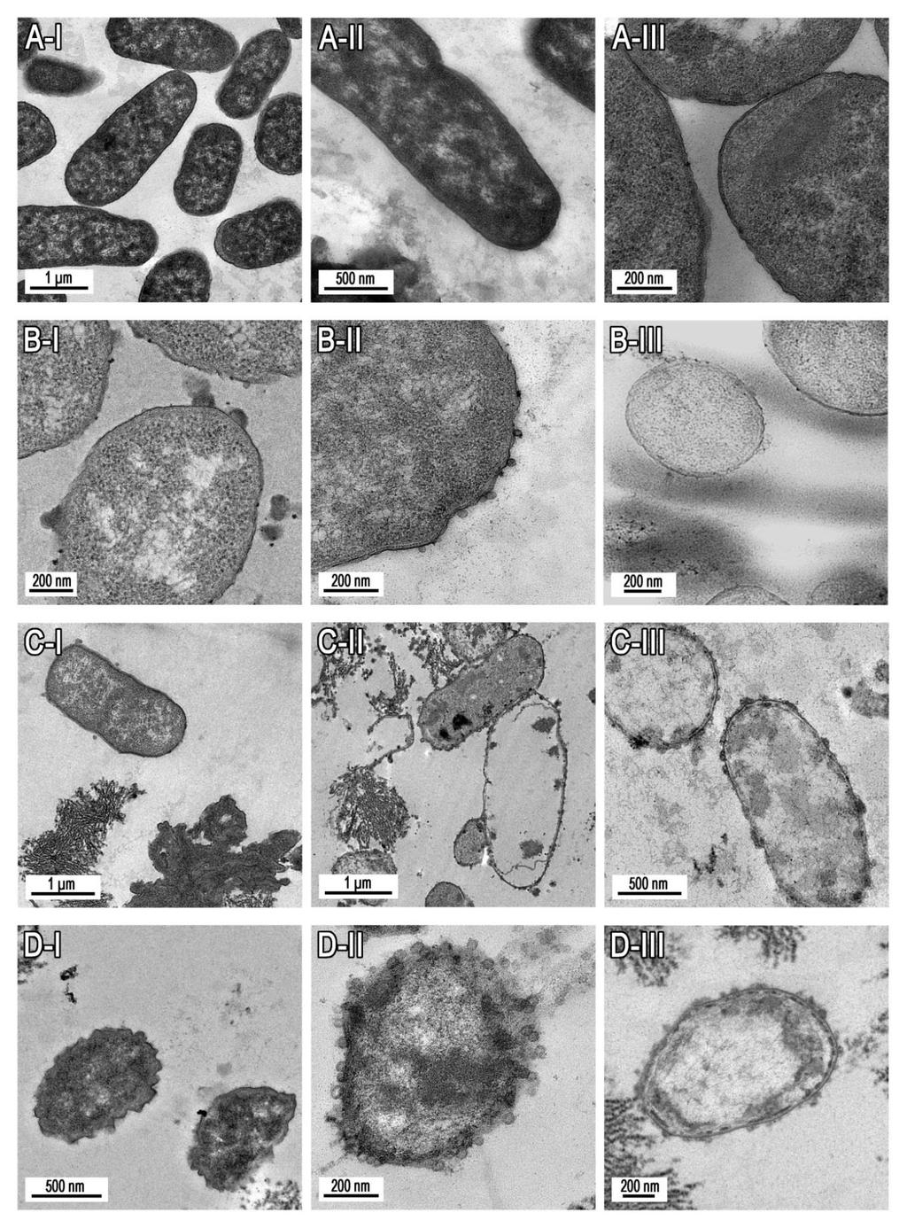 Antibakterielle Wirkung gelöster Chitosane Abb. 21: Konzentrations- und zeitabhängige Deformation von E.