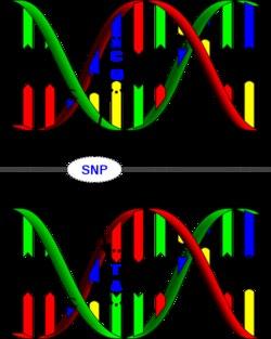 Genetisk slektskap SNP: single-nucleotide polymorphism Sammenlignes med andre M.