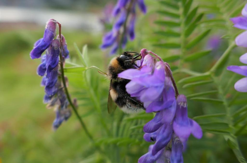 Regionalt miljøprogram (RMP) Den arktiske bonden på lag med naturen og kulturen Hovedmål: Å styrke