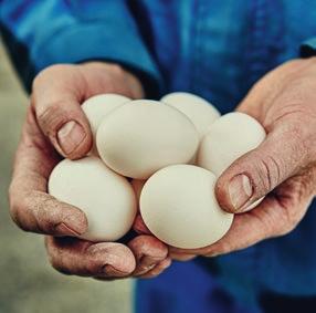 EGGPRODUKSJON OG VERPEFÔR Det er mange faktorer som virker inn på en flokk høner for at det skal bli et godt innsett.