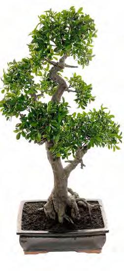 Bonsai 5710-90-1 H: 90 cm Pris: