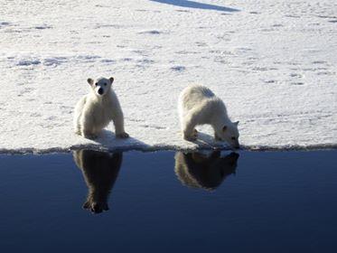 1 2 3 4 5 6 7 8 9 10 11 12 13 14 15 16 17 Fremtidens Svalbard Innholdsfortegnelse 1 - Offentlige tjenester 1.1 - Psykologtilbud 1.