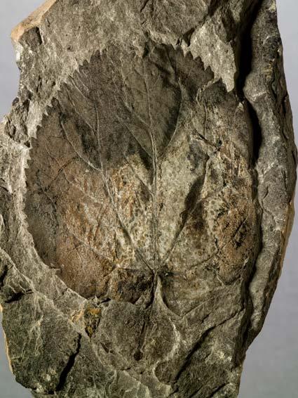 Blad av dekkfrøet plante fra tertiær, Svalbard (v) og nålevende Cercidiphyllum i Botanisk hage, TMU. Fotos: Adnan Icagic TMU (v) og Arve Elvebakk TMU (h).