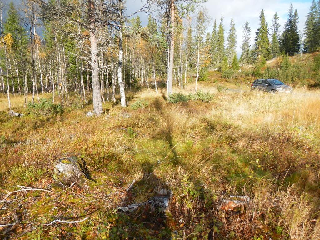 røsslyng, geiterams, kvitlyng, torvmoser og enkelte små bjørk og furu.