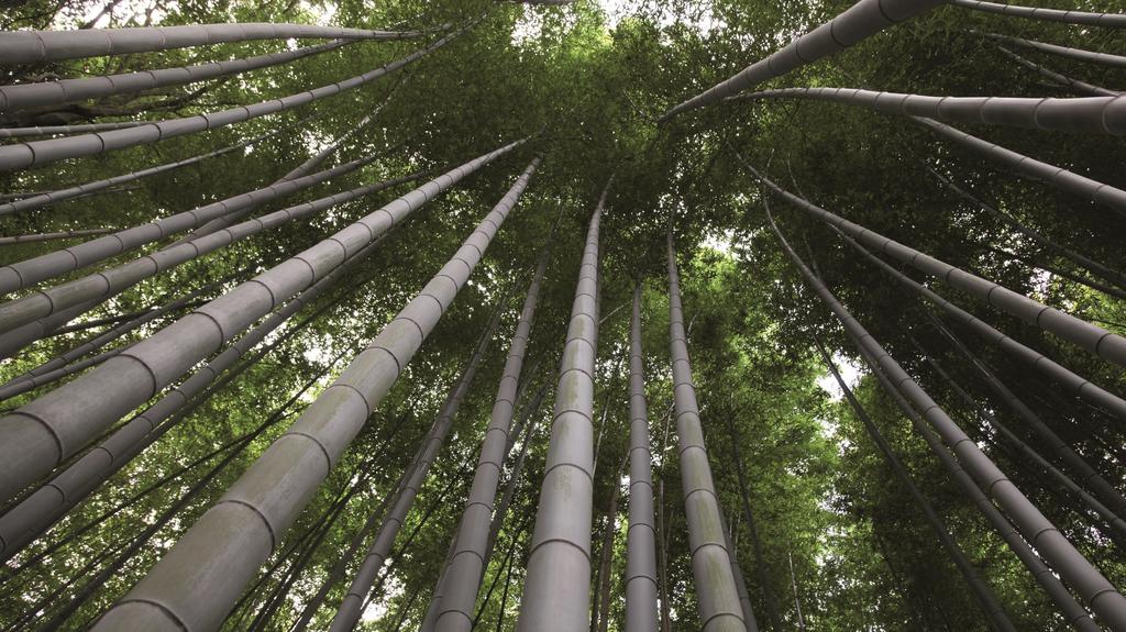 Men først, la oss ta en tur ut i bambusskogen.