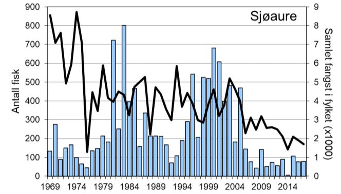 Fangsten av sjøaure har vore låg dei siste åra. I 2017 vart det fanga 78 sjøaure (snittvekt 0,9 kg), medan snittet for heile perioden er 242 sjøaure per år.