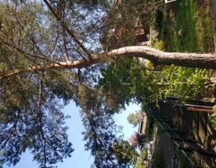 24/19 Carina Stokker Trærne som står Knutsen Hallagerbakken 82C nedenfor (dvs på 41499060 den siden som er carina.stokker@gmai l.