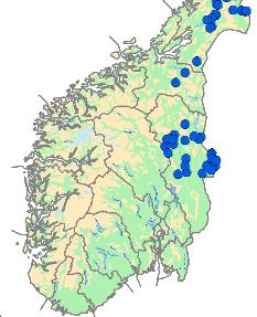 I 2015 ble det påvist minimum 128 brunbjørner i Norge ved hjelp av DNA-analyser. 53 av dem var hunner, mens 75 var hanner.