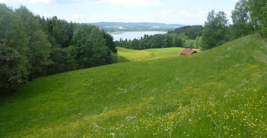 19 Figur 4. Fulldyrka jord brukt til beite. Arealet har djupt jordlag og kan fornyes ved pløying.