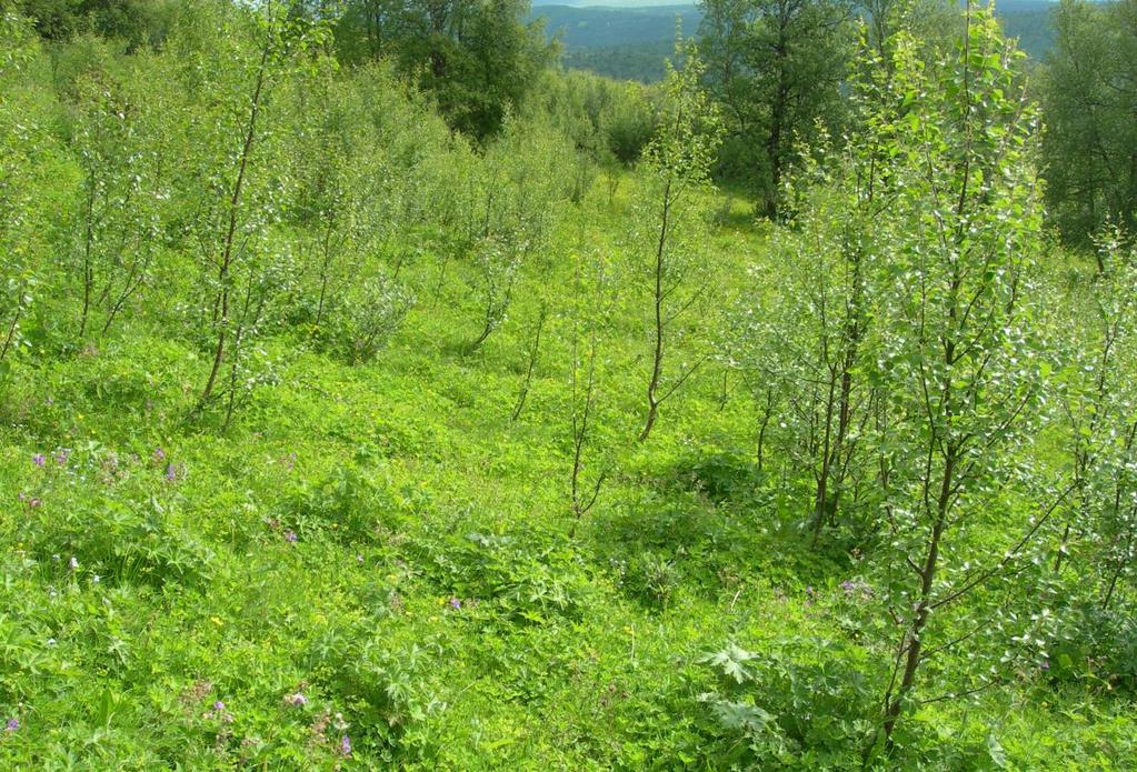 30 Figur 17: Bildet viser tidligere fulldyrka jord som skal omklassifiseres til skog.